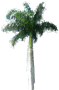 Royal Palm